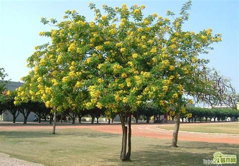 黃槐樹花期